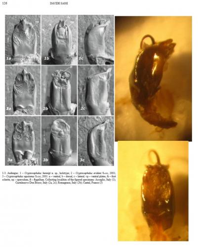 Cryptocephalus aquitanus